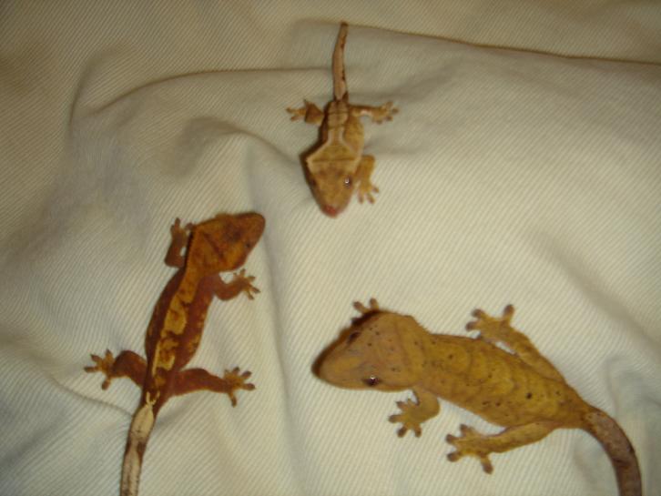 my trio of cresteds