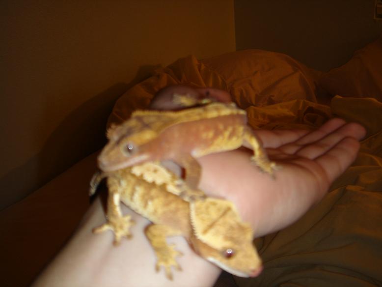 My cresties