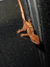one of my sexy crested geckos
