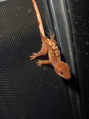 one of my sexy crested geckos