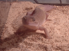 Goliath Smiles