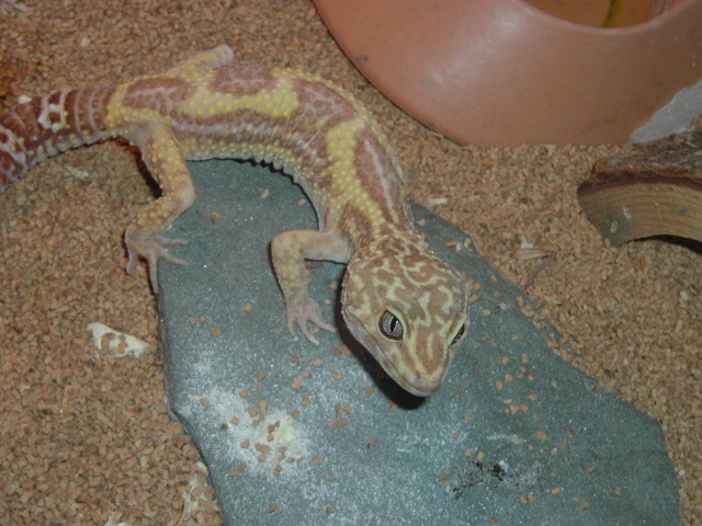 zippo after shedding tremper jungle albino