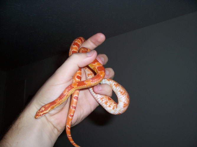 amelcorn2