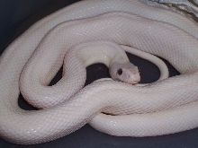 blue eye leucy