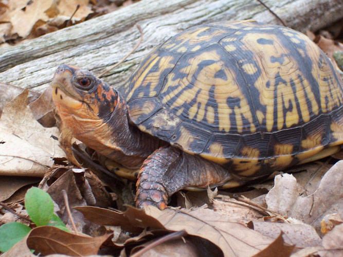 box turtle