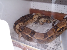 boas breeding 1