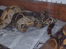 boas breeding 2