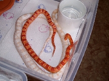 corns breeding 1