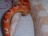 corns breeding 2