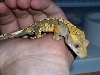 harley crested gecko 1
