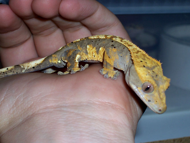 harley crested gecko 1