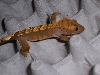 harley crested gecko 2