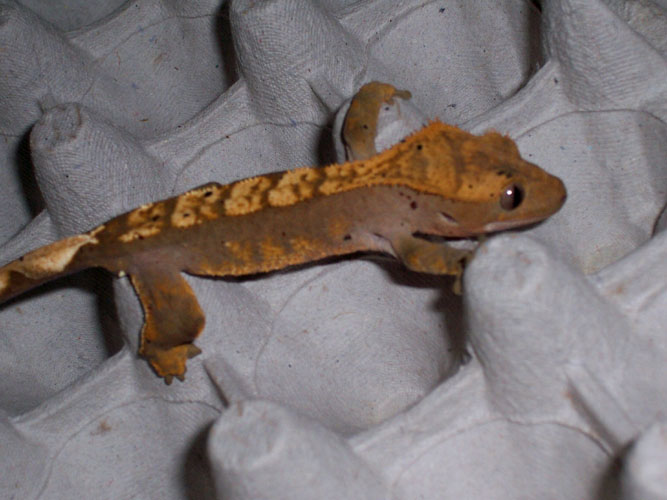 harley crested gecko 2
