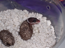 hatching