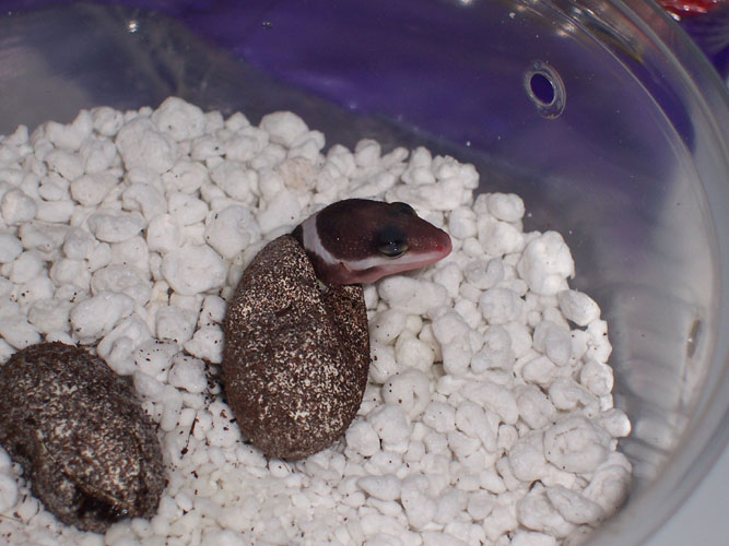 hatching