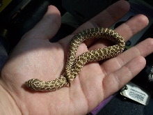hognose
