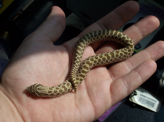 hognose