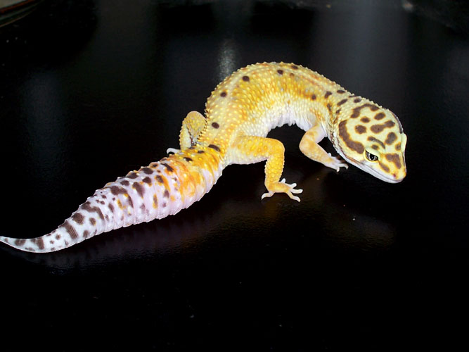 hypo