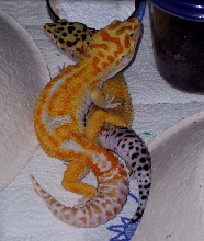 leo's mating
