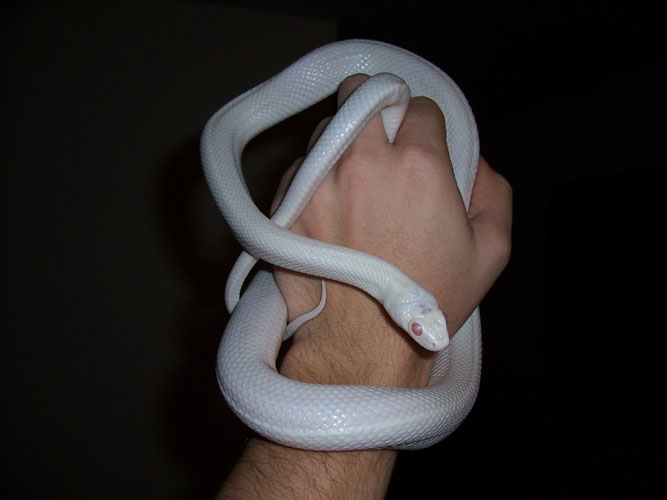pink eye leucy