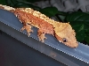 red crested gecko 1