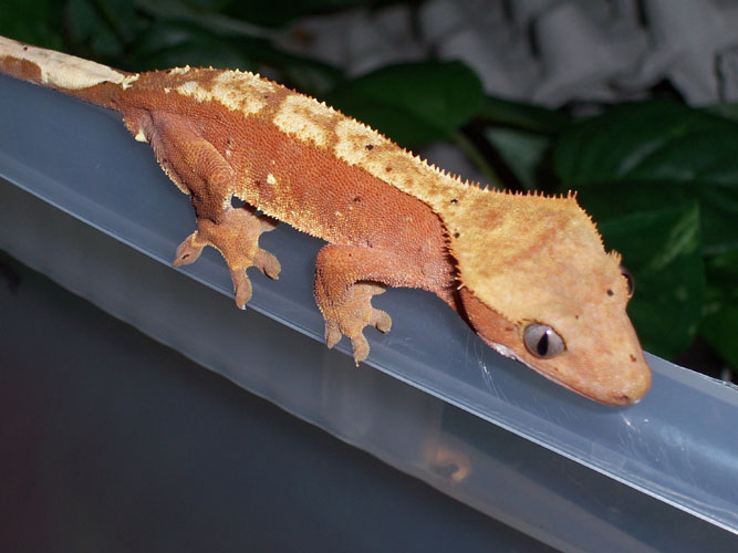 red crested gecko 1