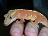 red crested gecko 2
