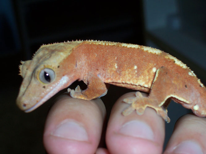 red crested gecko 2