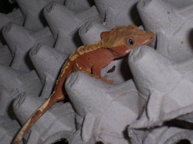 red crested gecko 3