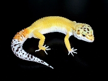 superhypo