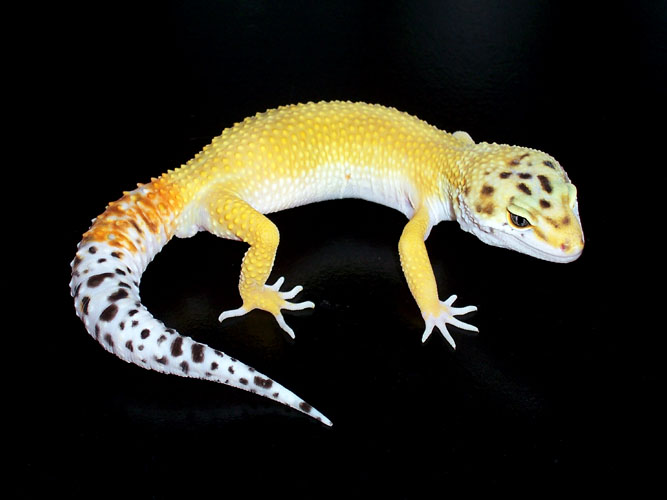 superhypo