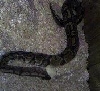 my snake