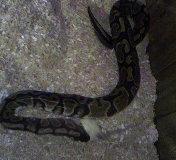 my snake