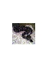 my snake again