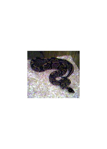 my snake again