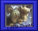 Little Divaz