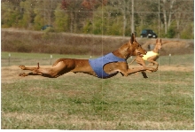Flying Reign
