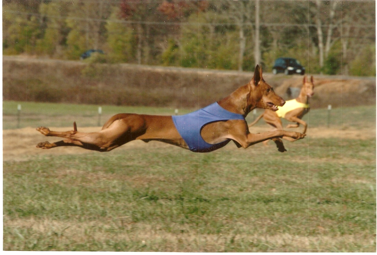 Flying Reign