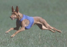 Pickles Lure Coursing