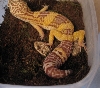 Starburst after laying a clutch of eggs