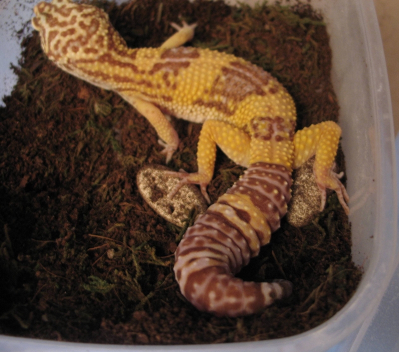 Starburst after laying a clutch of eggs