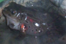 running frog