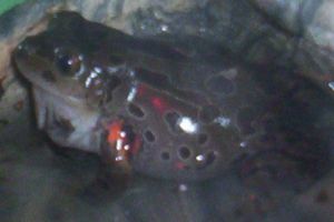 running frog