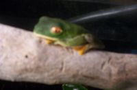 Eugene