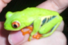 Red eye