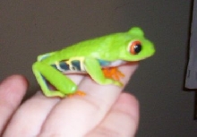 Red eye