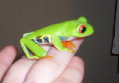 Red eye