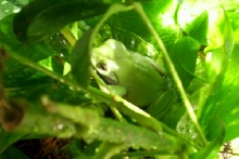 Henry in the tree