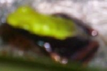 Other mantella