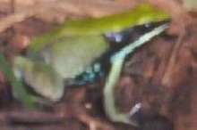 Mantella